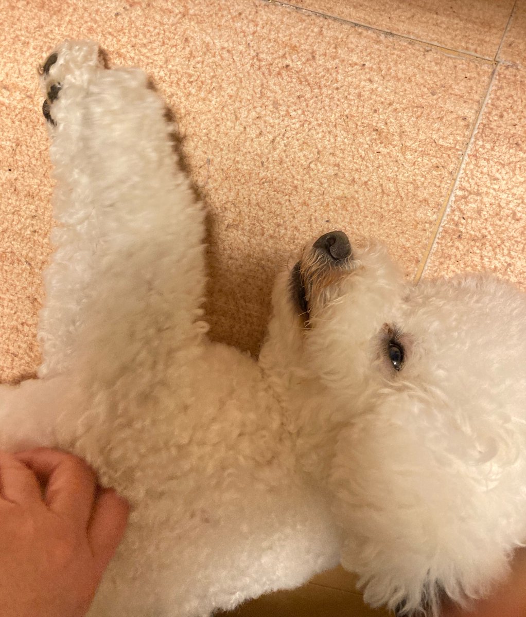 macandplum's tweet photo. 脇を撫でてもらって当然という顔
ｳｯﾄﾘ https://t.co/p3UohkT3Tj