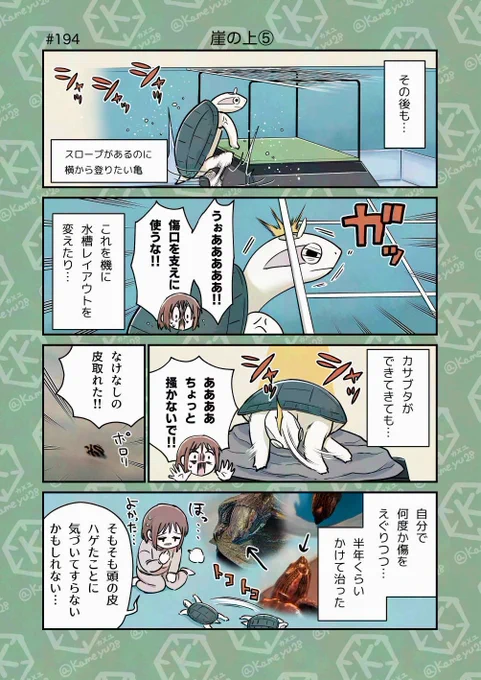 亀飼い漫画「崖の上⑤」 