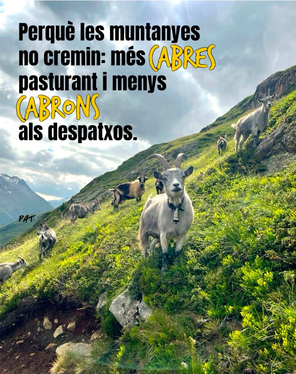 MariaMe74119269's tweet photo. @rac1 Criminalitzar els arbres, quan el què s'ha de fer és netejar el sota bosc...... https://t.co/7LNE0j3fyJ
