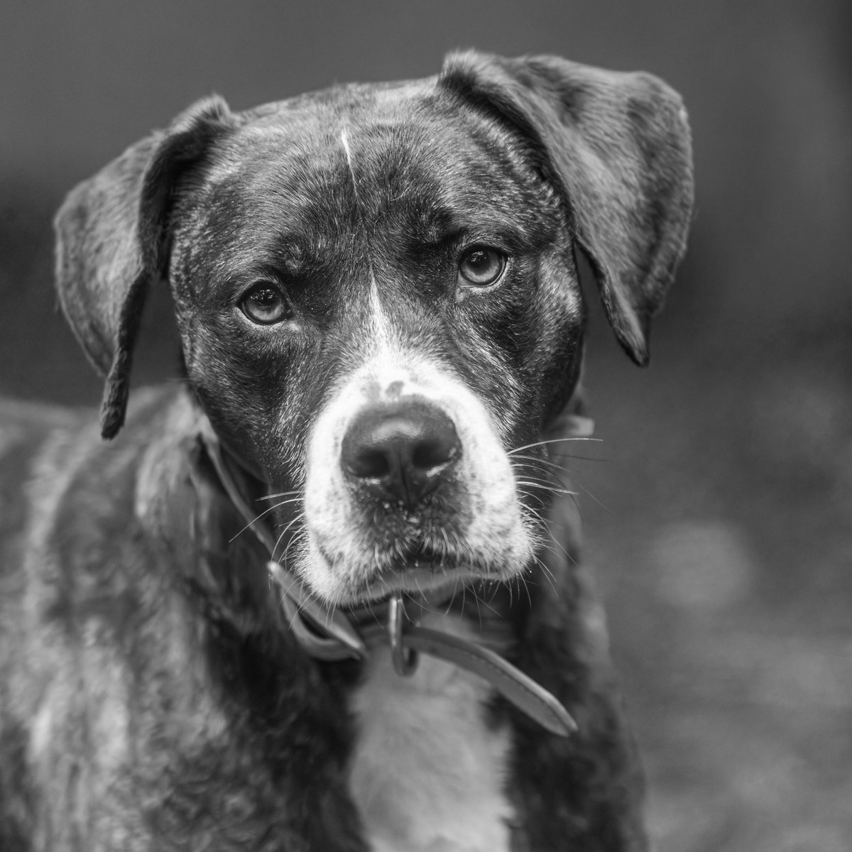 fredstrobel1's tweet photo. Today’s #monochromemonday is Angel Muffin @pawsatlanta . #adoptdontshop #rescue #rescuedogs #dogsofatlanta #dogsofatl #atlanta #atl #pawsatlanta #artisthelpinganimals #seenequalssave #heartsspeak #dogs #eosr5markii https://t.co/YH1pBAR48C