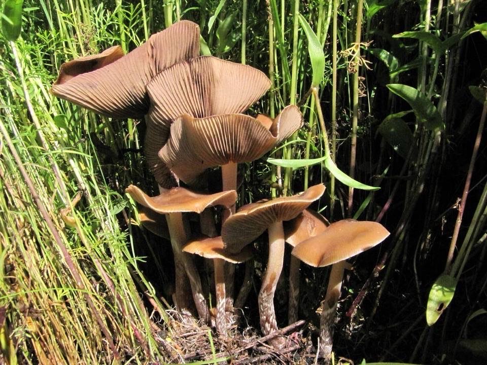 Eternally_Jaded's tweet photo. Have you tried The Aztec Combo?

Raw cacao and psilocybin mushrooms together -- a drink exclusive to Aztec emperors and the elite.

The theobromine in cacao acts as a mild MAOI, boosting euphoria, adding gentle stimulation, &amp; making the effects both stronger &amp; longer-lasting. https://t.co/3E0lXs1azI