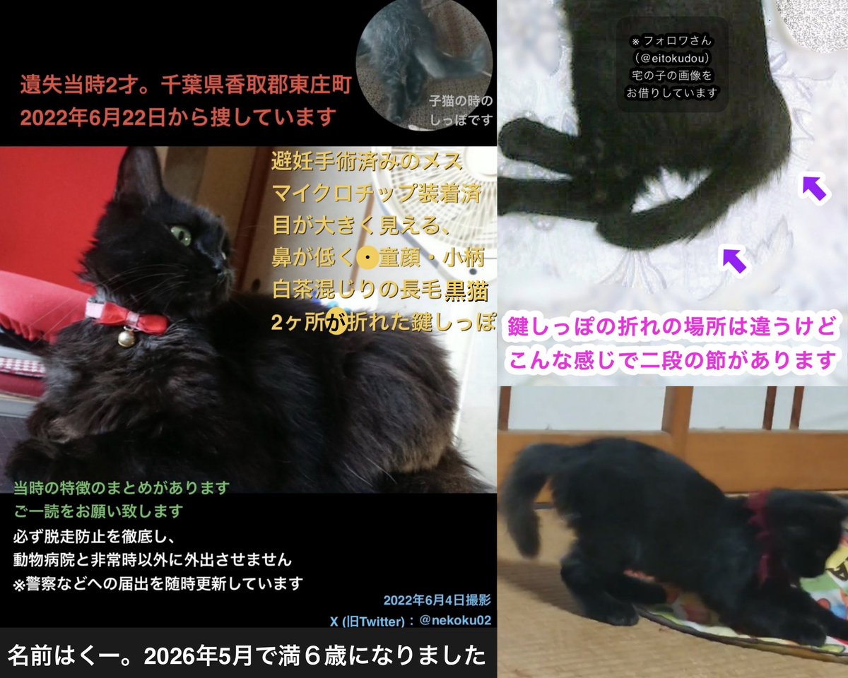 nekoku02's tweet photo. 【千葉県香取郡東庄町 長毛黒猫くー♀を探してます】
引用元に詳細：湿度が高く蒸し暑かったです。くーが暑い日でもお水をしっかり飲んで過ごせます様に🙏

⭕️2ヶ所が折れた鍵しっぽ
⭕️光の加減で黄↔︎緑に見える目
⭕️成猫の雌らしい小柄

#東庄町 石出 '22年6/22 迷子 下総橘駅 香取市 旭 銚子 神栖 https://t.co/OHmpfQLXB5