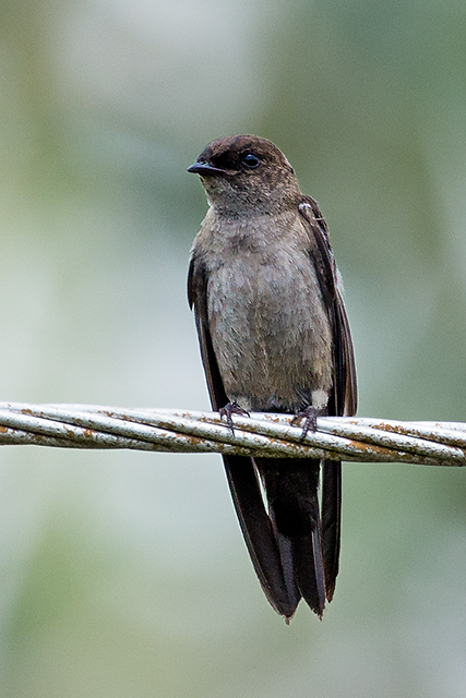 brasil_aves's tweet photo. 🇧🇷Calcinha-branca
🌎Atticora tibialis
Conservação: Pouco Preocupante

O calcinha-branca é uma ave paseriforme da família Hirundinidae.

📷 Douglas Fernando https://t.co/iF5FrEqn5b
