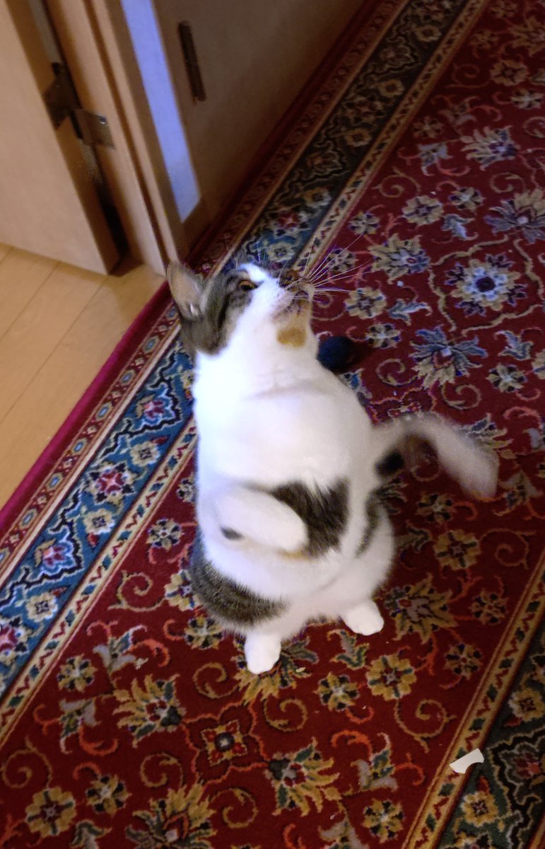 taro_AR's tweet photo. 二足立ち得意マン😺 https://t.co/tVjbjiuSQ0