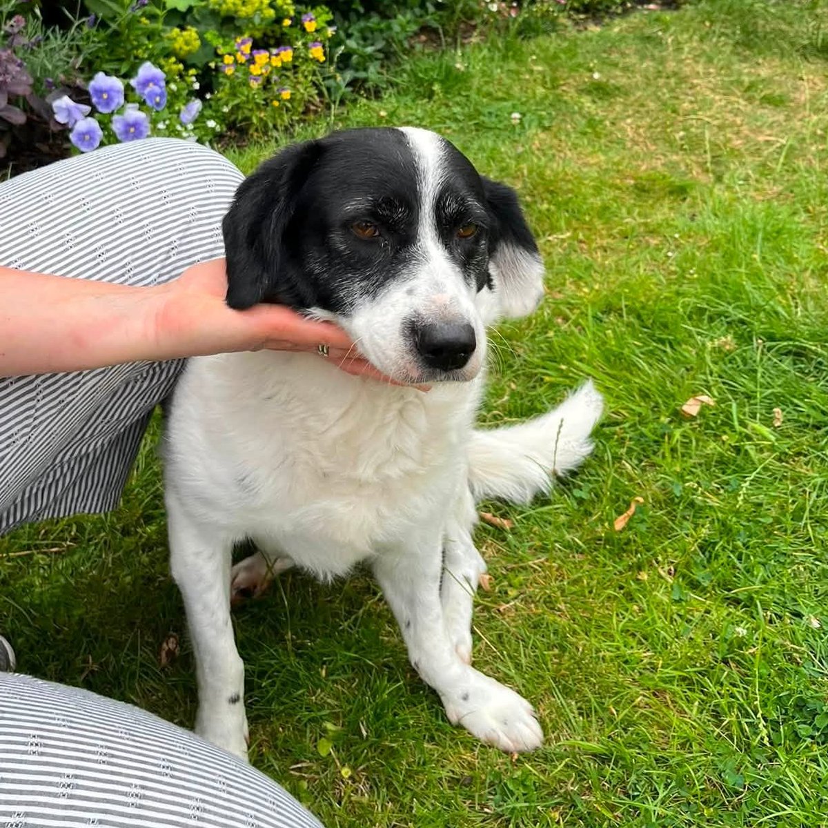 rescuedoggypaws's tweet photo. URGENT FOSTER/FOSTER TO ADOPT
Freya needs a new home or a foster home asap.
She is 8 and is a medium sized dog (spaniel size)
She’s lived with her family for 5 yrs but they can no longer look after her.
https://t.co/WRApKuV2ic
#Worcestershire #Worcester #Malvern #Pershore #oxford https://t.co/7Gr5YrVWRQ