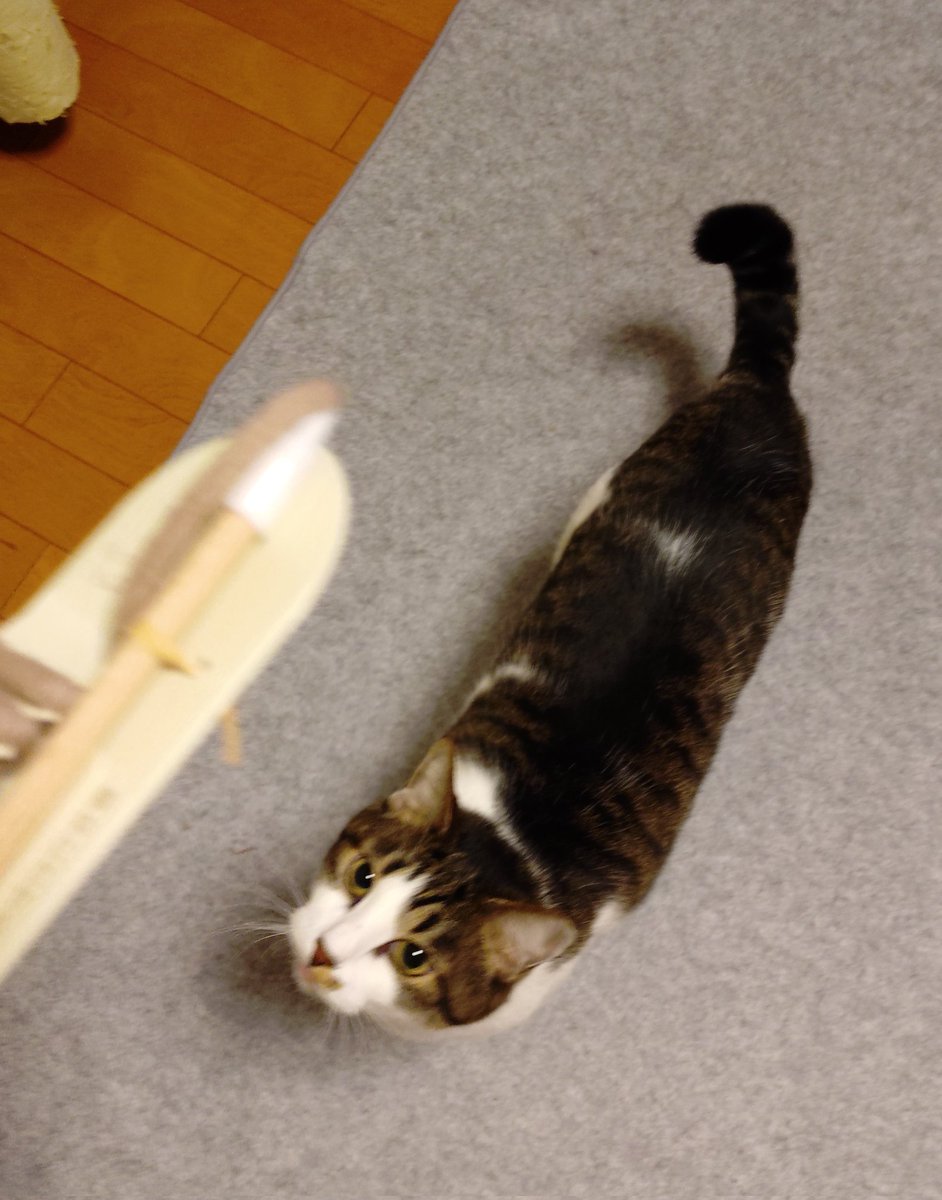 taro_AR's tweet photo. はいただいま😺😺
久々のNEWアイテムに、思わず二足立ちでチェック https://t.co/hLVHvgDL7P
