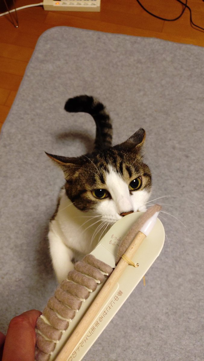 taro_AR's tweet photo. はいただいま😺😺
久々のNEWアイテムに、思わず二足立ちでチェック https://t.co/hLVHvgDL7P