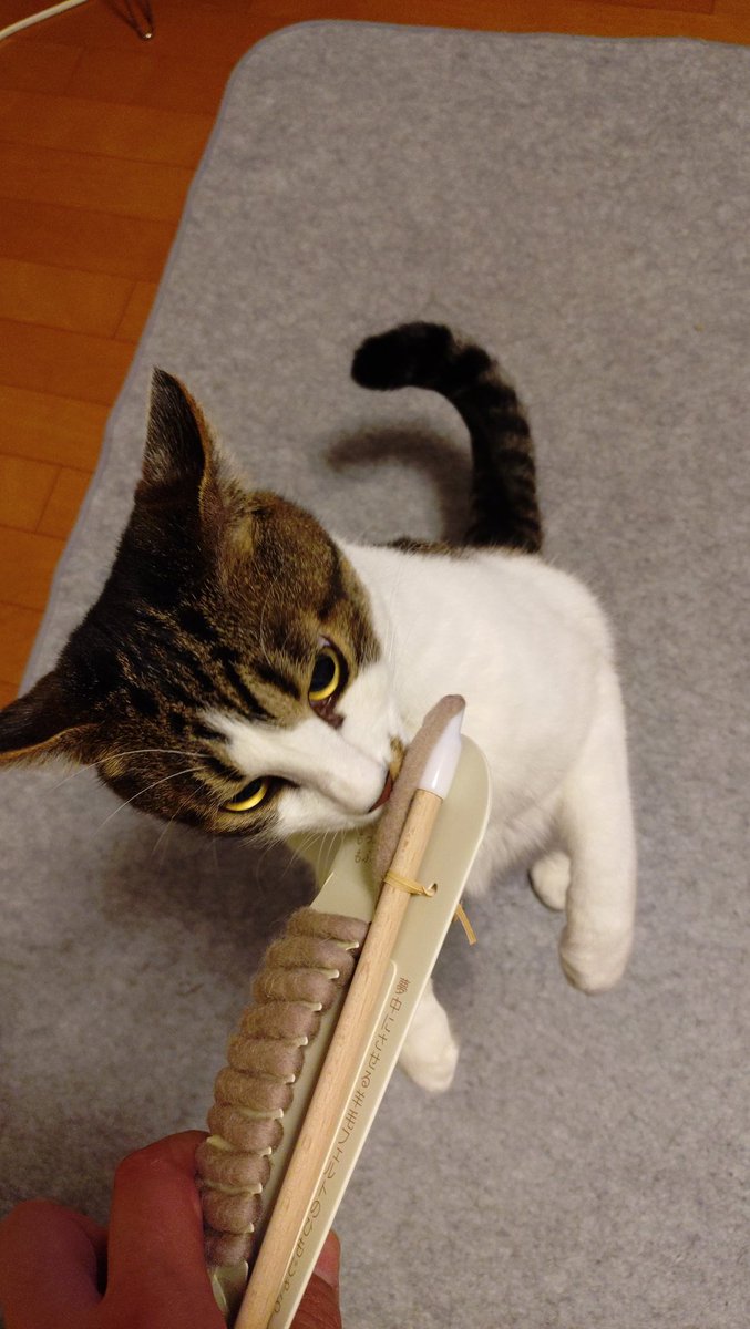 taro_AR's tweet photo. はいただいま😺😺
久々のNEWアイテムに、思わず二足立ちでチェック https://t.co/hLVHvgDL7P