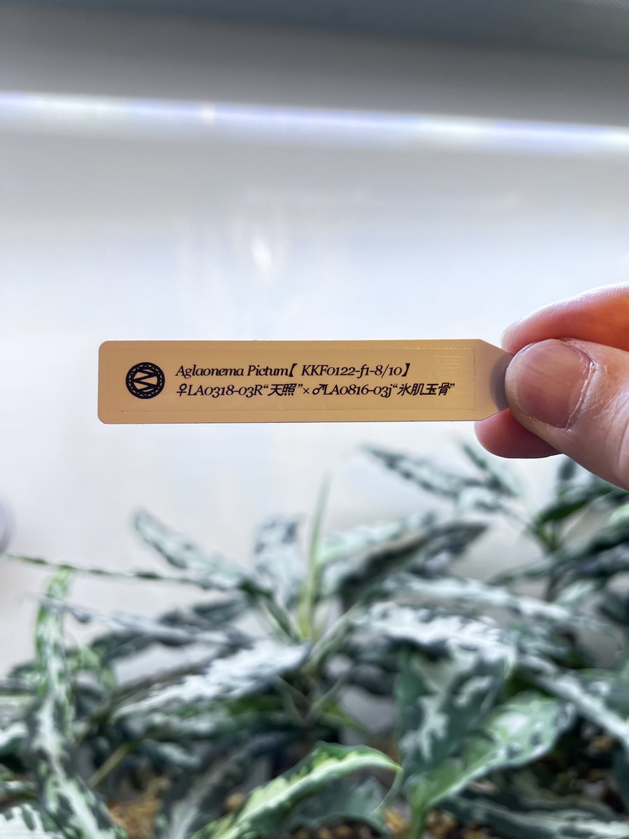 koken3232's tweet photo. 楽しい2日半でした
大阪→京都とイベントのハシゴw
お話しをしながらの植物選び
その後の美味しい食事
ありがとうございましたm(._.)m
次のイベントに向け日々頑張りまーす！

イベント画像は1枚も撮っておりませんでした… https://t.co/ZkQwODMLMR