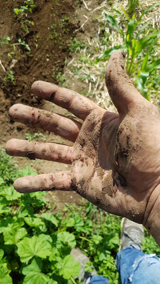 AlePetretto's tweet photo. La fase 4.0 ci ha insegnato a connettere tutto.

La fase 5.0 potrebbe insegnarci a riconnetterci a ciò che conta davvero.

Perché il progresso non è sempre andare avanti. A volte è ricordarsi dove sono le proprie radici. https://t.co/98HZZ3ZBbG