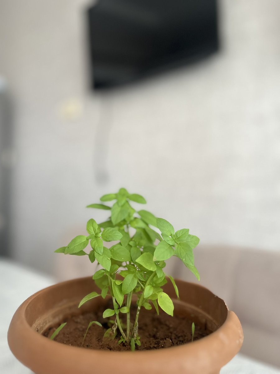 Nazceee's tweet photo. Gidersen kim sular fesleğenleri
Kuşlar nereye sığınır akşam olunca? https://t.co/acEBNhjZLZ
