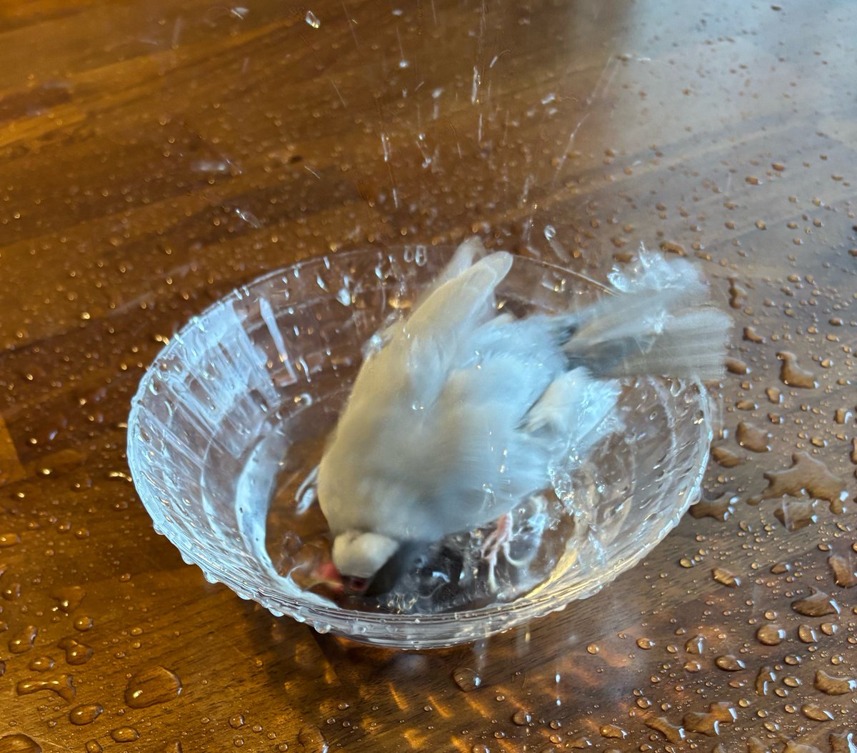 muchan0222's tweet photo. ヤンチャに浴びてからキュートなポーズ https://t.co/MeSoqMRHlr