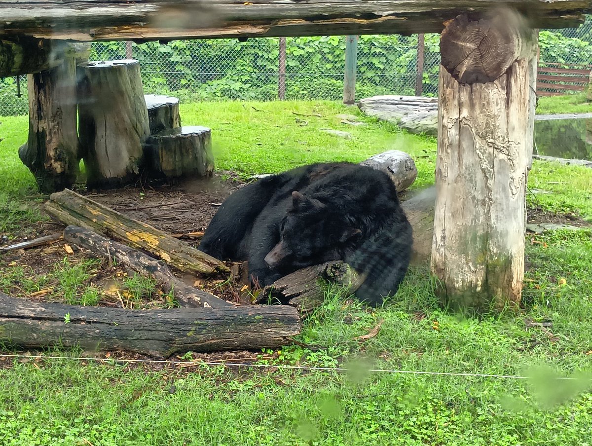 hhh_diary's tweet photo. 群馬サファリパークへ♪

間近で見たツキノワグマはとても大きかったです。

恐ろしいですね・・・。

ホワイトタイガーやライオンの横を通り抜けると、車内は盛り上がりましたよ。

楽しめました (⁠^⁠^⁠)/ https://t.co/sgSq499hqj
