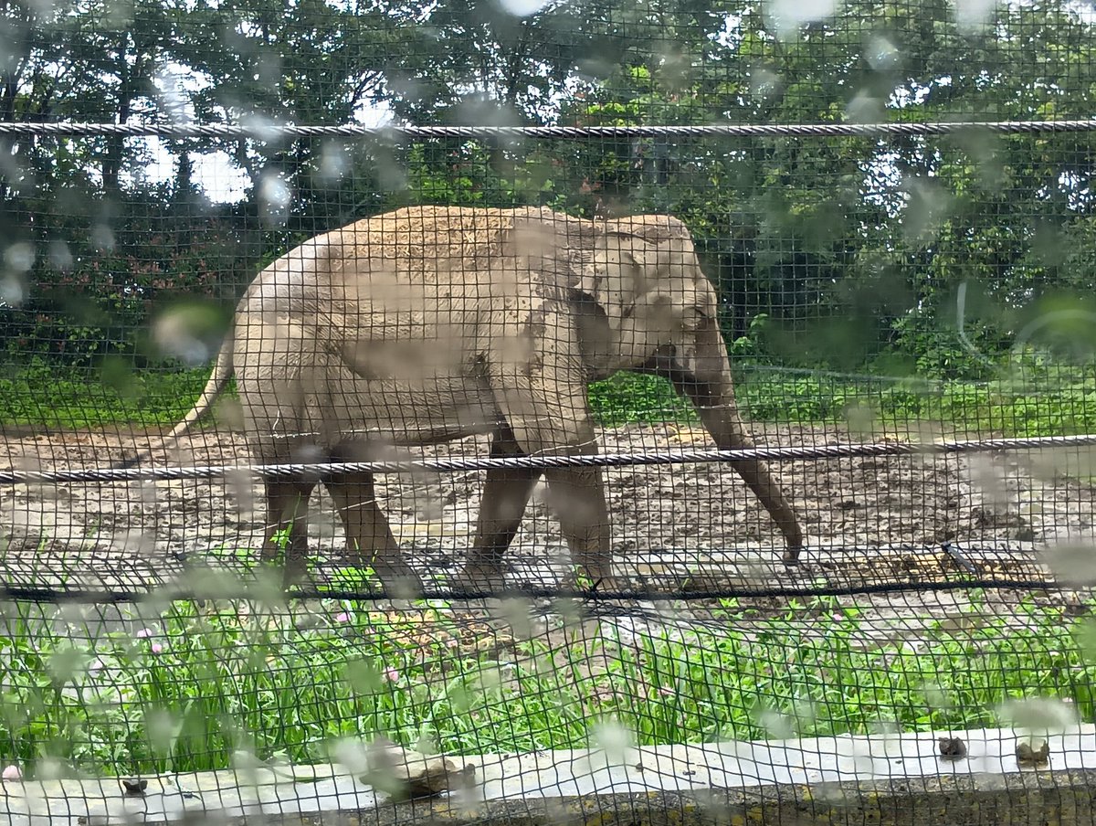 hhh_diary's tweet photo. 群馬サファリパークへ♪

間近で見たツキノワグマはとても大きかったです。

恐ろしいですね・・・。

ホワイトタイガーやライオンの横を通り抜けると、車内は盛り上がりましたよ。

楽しめました (⁠^⁠^⁠)/ https://t.co/sgSq499hqj
