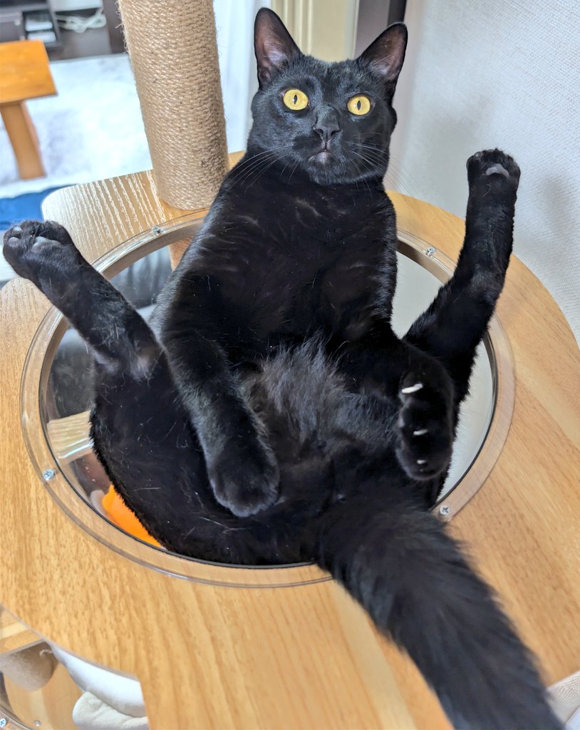 Yes_my_nyanz's tweet photo. キャットタワーでそんなくつろぎ方することあるんだ https://t.co/ninhTwIgjC