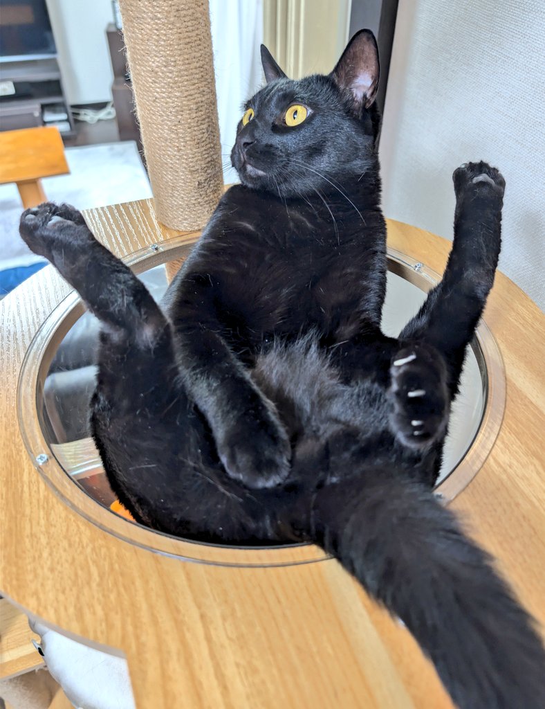 Yes_my_nyanz's tweet photo. キャットタワーでそんなくつろぎ方することあるんだ https://t.co/ninhTwIgjC