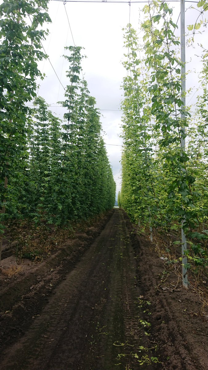 kodaredera's tweet photo. 遠野GOOD HOPSさんのホップ圃場を見学しました🍺
圃場一つ一つの株から、新たな発見や未来を感じることが出来、実に楽しく過ごす事が出来ました。ありがとうございます。
ご案内頂いたGOOD HOPSの神山さんには様々な説明を頂き、多くの理解を得、そしてホップの特殊性を分かりやすく噛み砕く重要性を実感しました。もうホップの語り部やってもいいんじゃないかな。あったずもな。
見学の後、遠野醸造の場所を確認した後に、そのままこども本の森へ。
古い呉服屋を改装したという施設は、遠野の未来を体現するかの様な素晴らしさでした。

偶然、遠野醸造、GOOD HOPSそれぞれの代表さんともお会いして話しする事が出来、大変充実した一日を過ごす事が出来ました。またありがとうございます。

ホップに醸造所、素敵な施設に、それに関わる若い力と地元の包容。遠野は更にパワーアップしていて、素敵になっています。これからも更に素敵になるでしょう。今回の遠野見学はそれが嬉しかったです。応援しています🍺