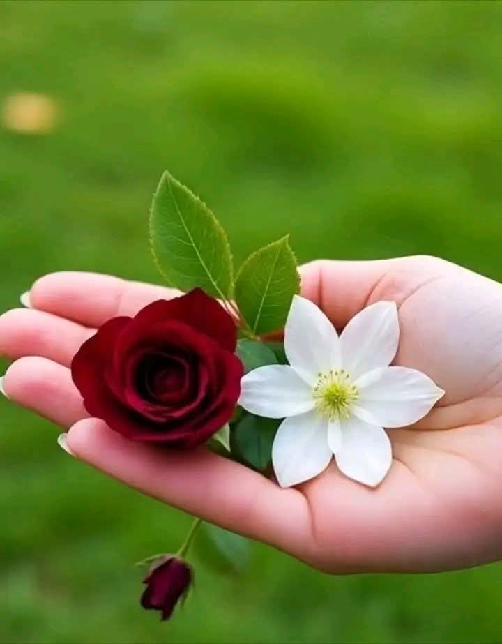 refay_samir's tweet photo. @SozyHassan6 @abwaljrah5 https://t.co/d5R7H1zI18