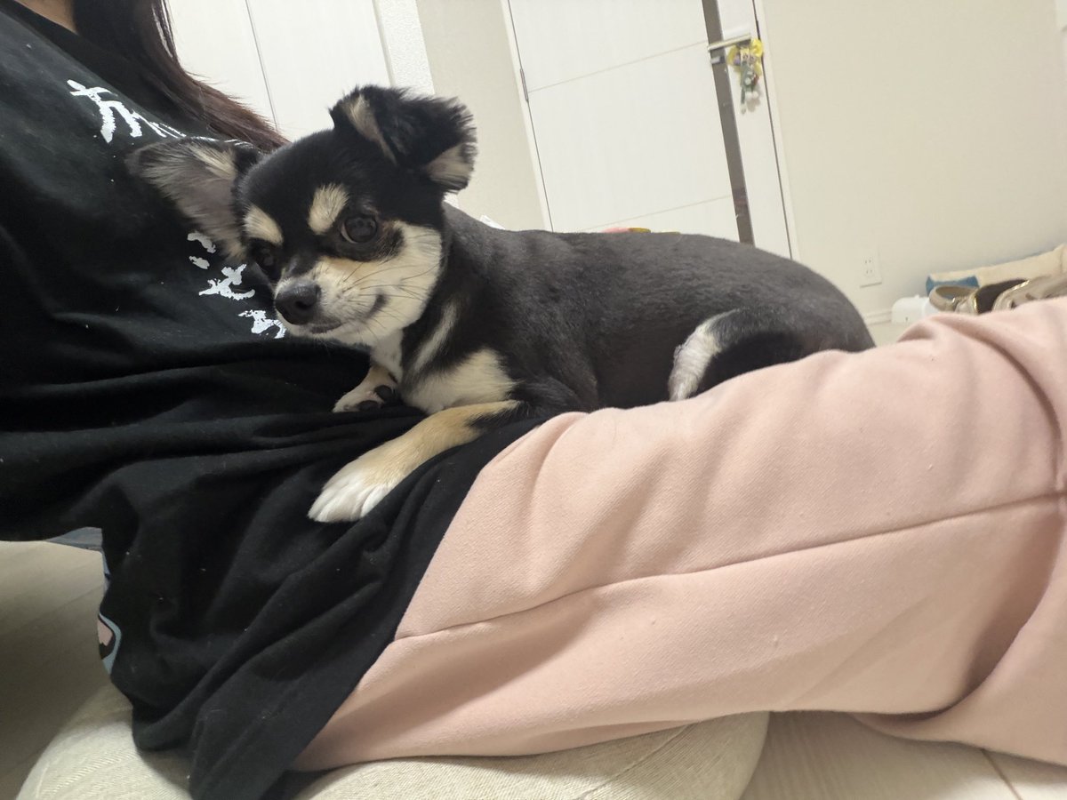 tora_daisuki__'s tweet photo. トリミングいってきたお♡♡ https://t.co/XT5Ldf2Vnp