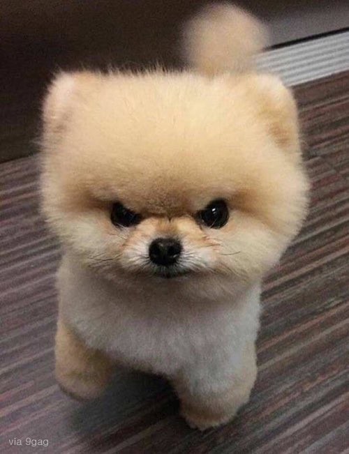 SEUNGM1NE's tweet photo. the puppy is angwy https://t.co/IeQ7YzyZCm