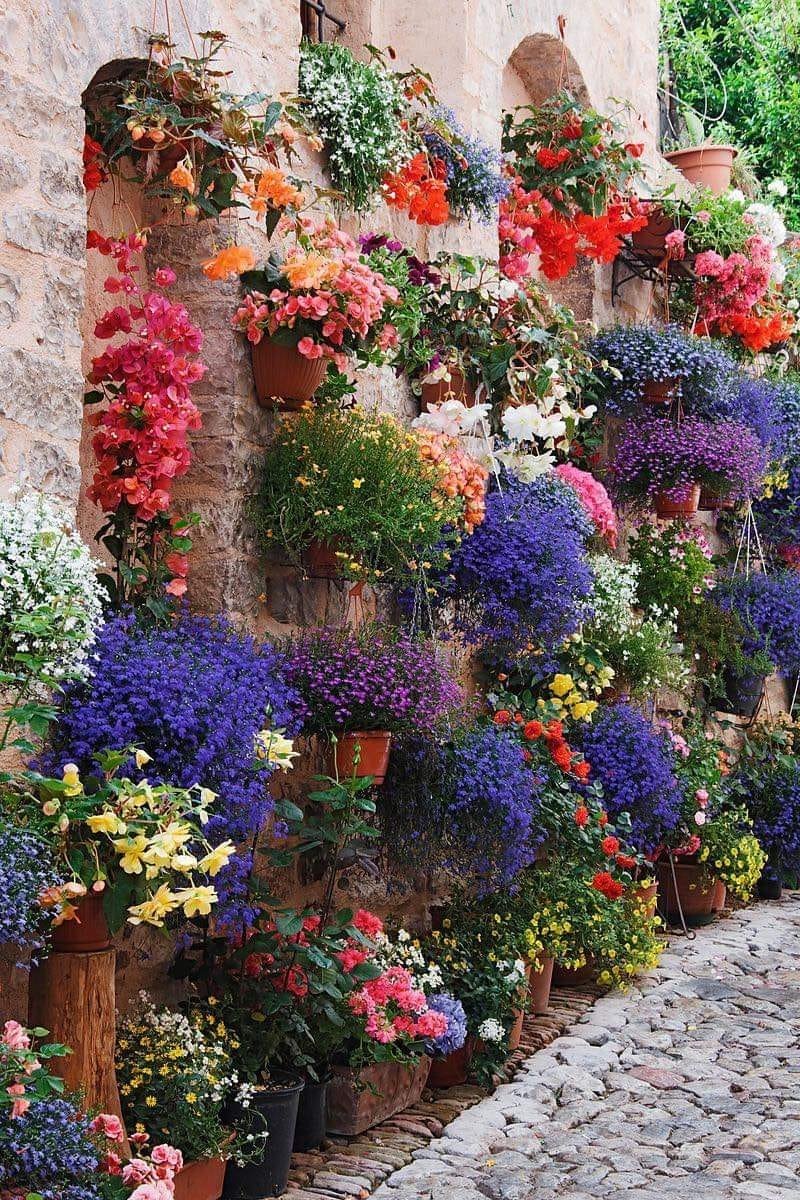 aestheticspost_'s tweet photo. Colorful flowers. https://t.co/tWmHUOsUqJ