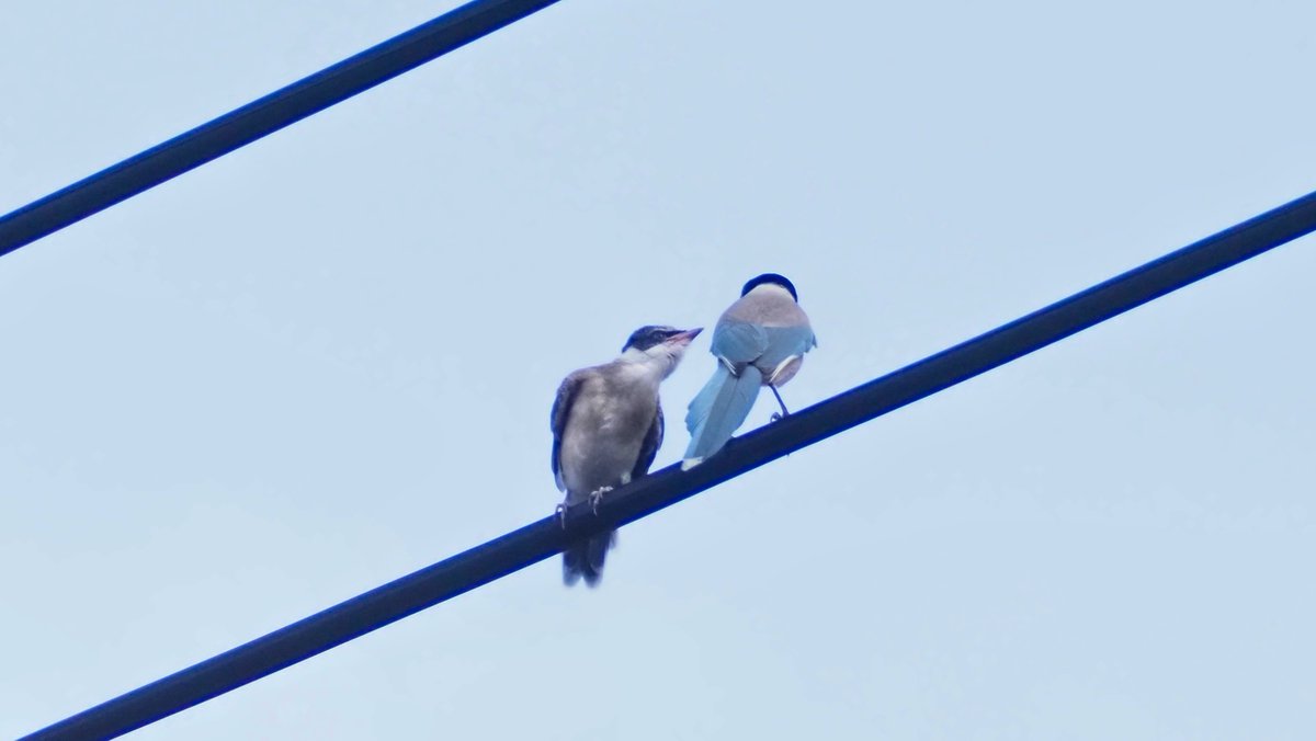 kog312's tweet photo. ＃野鳥　＃オナガ
月曜恒例のアレ
住宅街でオナガ
ここにも尾が短い「ちびオナガ」が☺️ https://t.co/vUGf2vb3eV