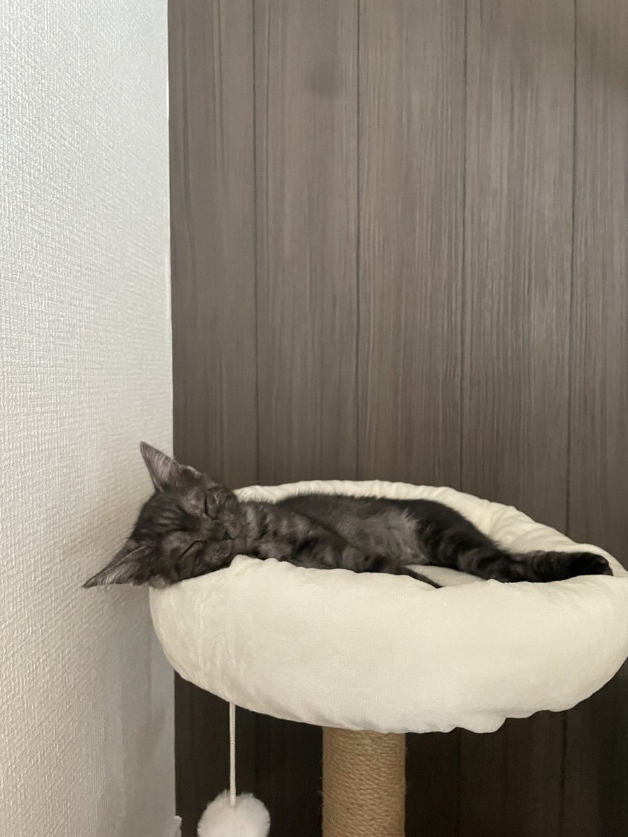 nyan12wan's tweet photo. 卒業！
つばき改めそらちゃんになりました
半日ですっかり慣れたみたい
人間は寂しいです😂 https://t.co/DzcWwEtQDH
