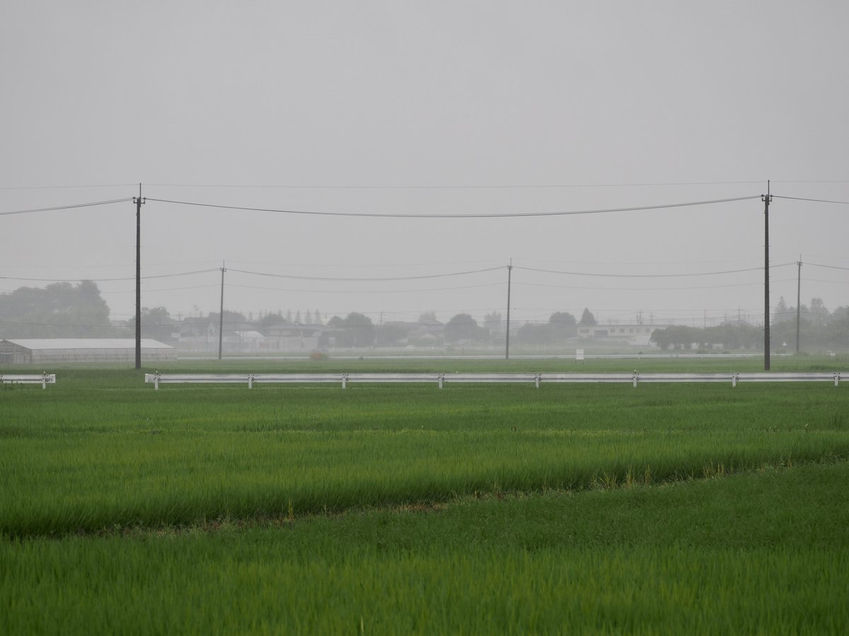 gomix's tweet photo. 雨の田圃 https://t.co/cGYGwtOCRR