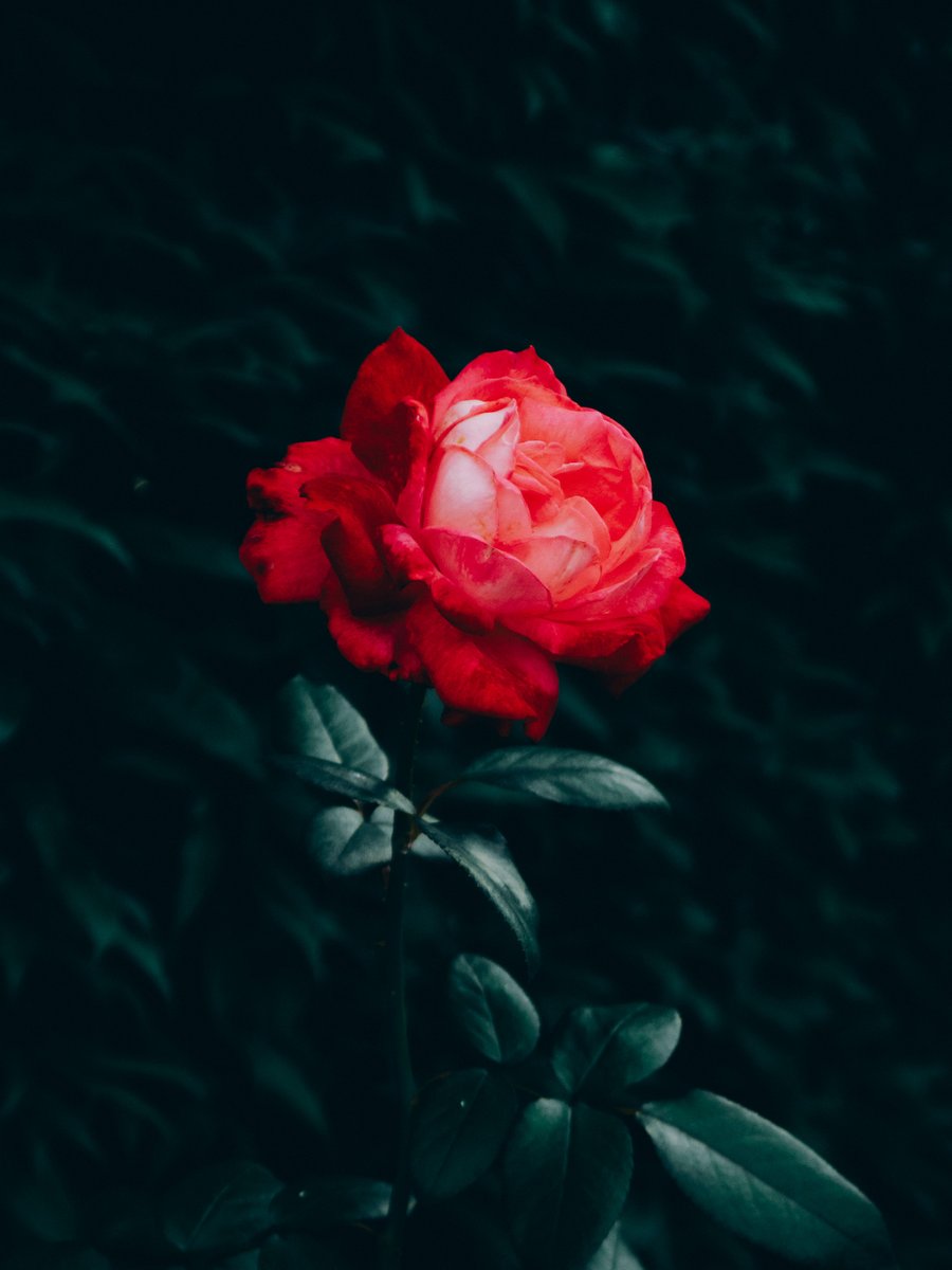 薔薇　今はカメよ 7月の赤い薔薇よ、、、もう一度だけ、、、こんな僕も、まだ続きを信じ