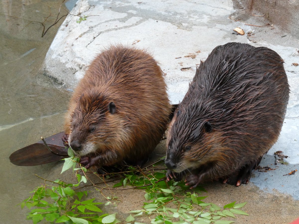 dam_app's tweet photo. 2026年5月、大森山動物園。着いたらやっぱり寝ていて、また会えないのか…？としばらく呆けてたら…ルトくん♂月くん♂が起きて家から出てくるところを目撃！ふわふわ！初訪問から3ヶ月3度目にしてやっと会うことができて感動😭2ビともイケビ過ぎる…🥹 #ビーバー #大森山動物園 https://t.co/zvLKVrdben