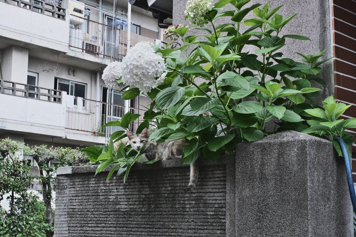 seed_bees's tweet photo. 2005/07/02 08:17:13

この角度だと、結構な昭和感が出てる。 https://t.co/P4zgcEFedM