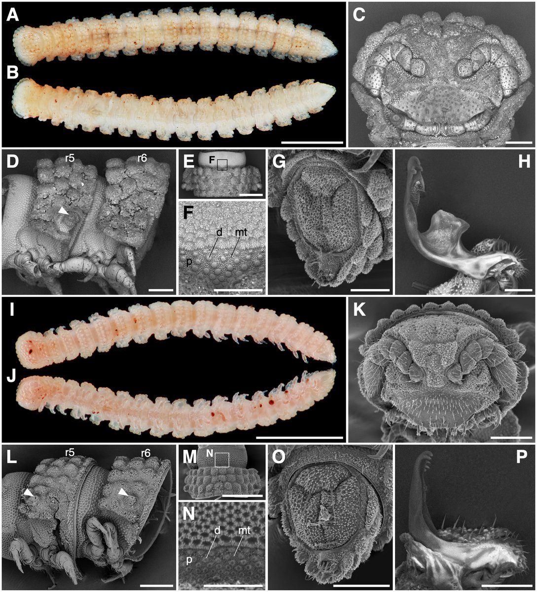 BioDataJournal's tweet photo. Field surveys on Japan's remote Ogasawara Islands (2023-2026) uncovered five polydesmid millipede species never before recorded in Japan. Full open-access study here: https://t.co/pvYK0NOypD https://t.co/eAdKepgo84