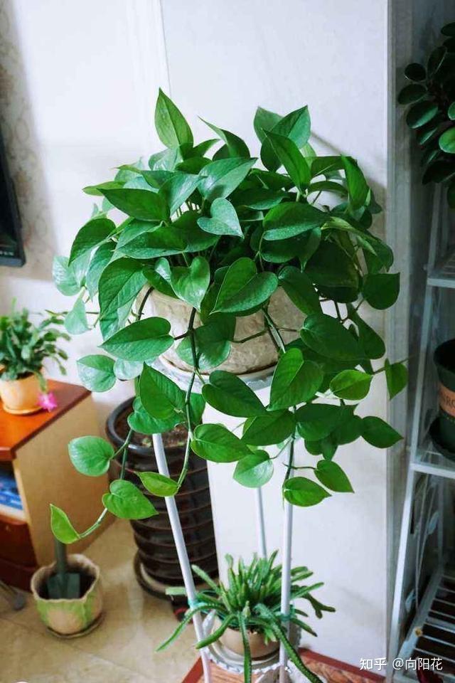 egyrVXZg9wSHeuq's tweet photo. Pro tip for keeping your pothos happy: water when the top 2 inches of soil feel dry, and give it bright indirect light! It’ll reward you with lush, trailing growth. ， https://t.co/JJOrXhQR00