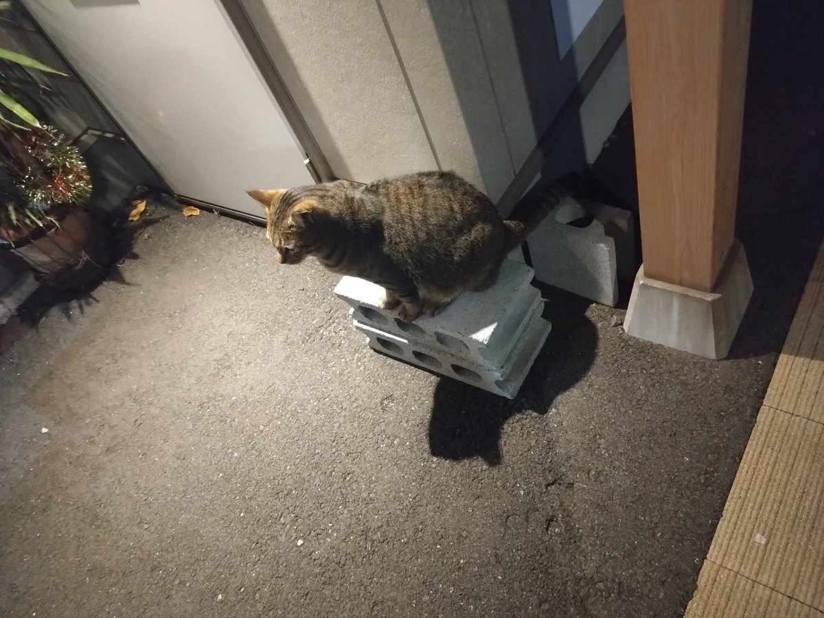 s_cmn's tweet photo. 野良猫居た🐱 https://t.co/UmAFSsETvf