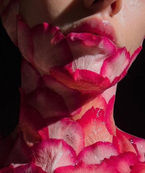_rusticdaydream's tweet photo. pretty flower petals https://t.co/jiQpxjmveS
