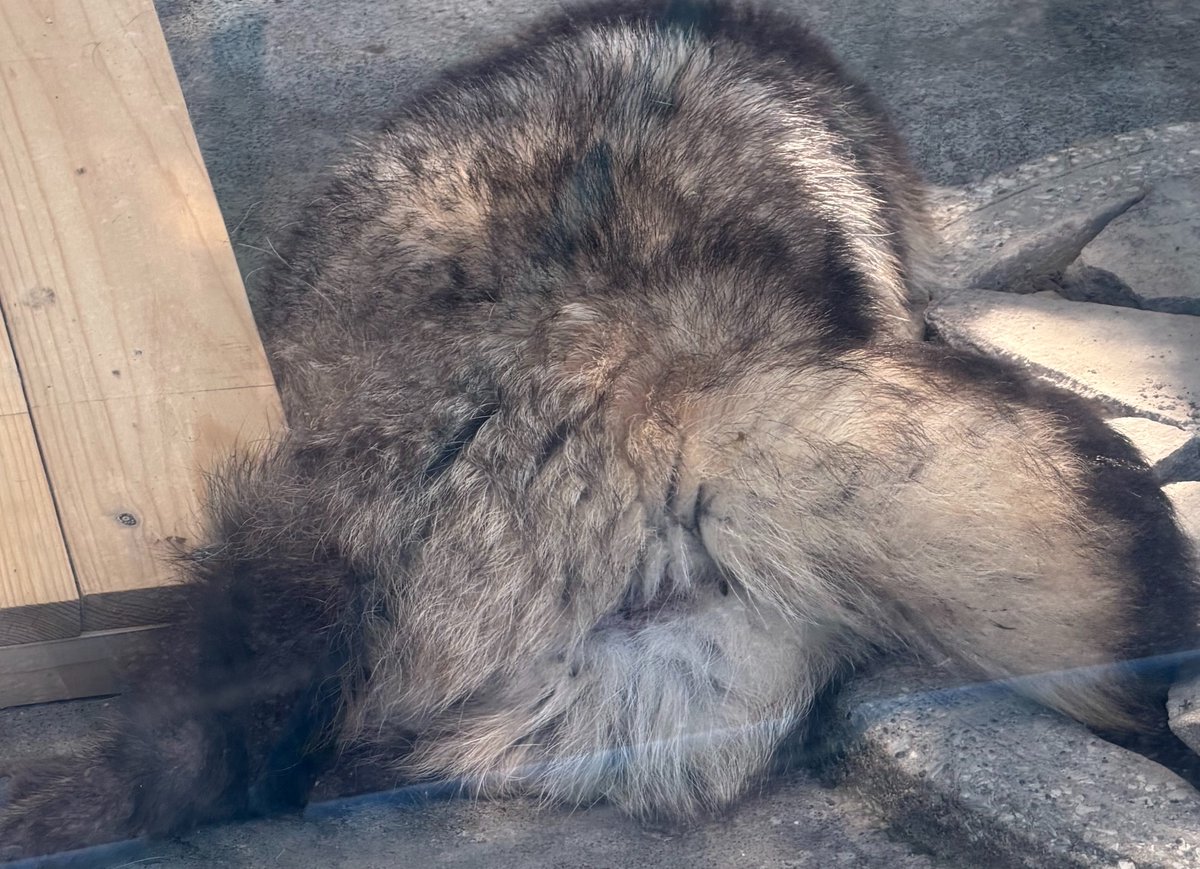 tnstwv's tweet photo. #TLにたぬきのドアップ画像をあげて人々を幸せにしよう計画 https://t.co/Bt6wuXxgWt