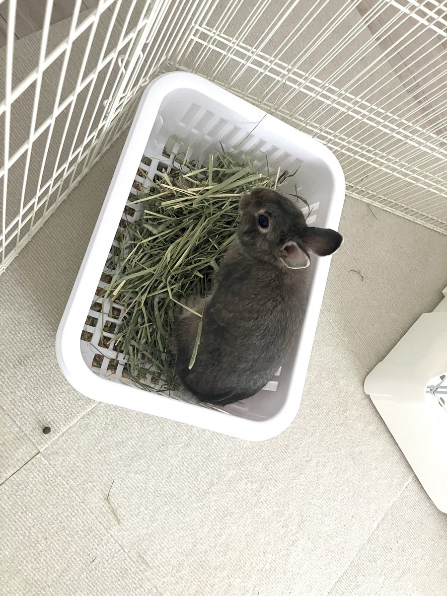egLYpoqCD283044's tweet photo. このカゴ使っている方いたら教えてください🙇！

ダイソーの底深めの水切りカゴなんですが、
とっても入りにくそうです...
みなさんのうさちゃんはぴょんと飛び越えて入りますか？🐰

#うさぎ #ミニウサギ https://t.co/JOX6wlTqxe
