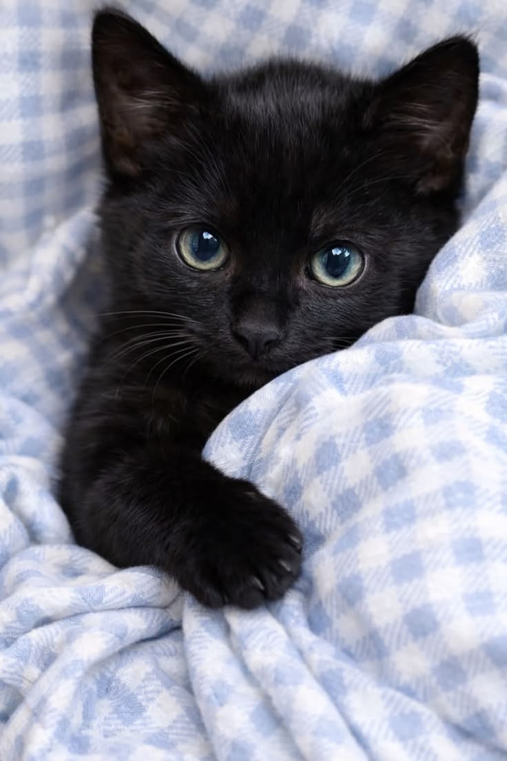 cutestscats's tweet photo. Black kitten with sparkling blue eyes in the checkered blanket 🥰🐱 https://t.co/9CuU8EVSdz