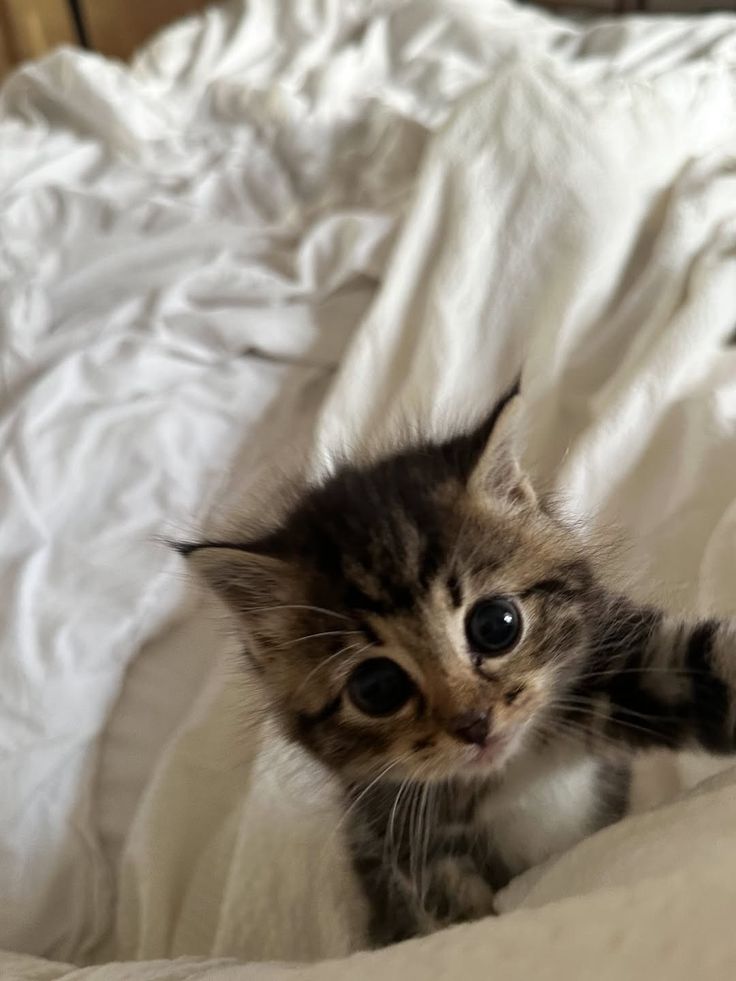 cutestscats's tweet photo. Tiny tabby kitten peeking from the white sheets 🥹✨ https://t.co/58Ts3vd3XE