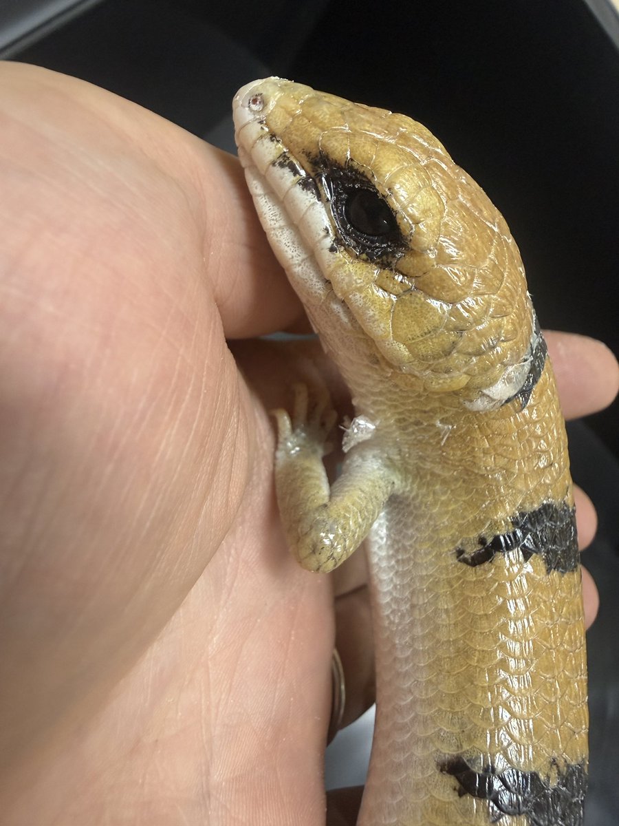 ZeroReptiles00's tweet photo. 生体も少しずつ店舗へ引越し👍

作業終わりの癒しタイムに
ピーターズバンデットスキンクに癒される。
可愛いすぎ...🫠

#爬虫類　#ZeroReptiles  #石巻市 https://t.co/INtp6cVdlM
