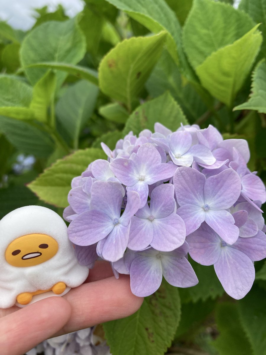 thf610969's tweet photo. 母が一生ぐでたまごって言ってくる笑
ゆで卵みたいに言わんでもろて😅😅😅 https://t.co/ZaJdA34X6j
