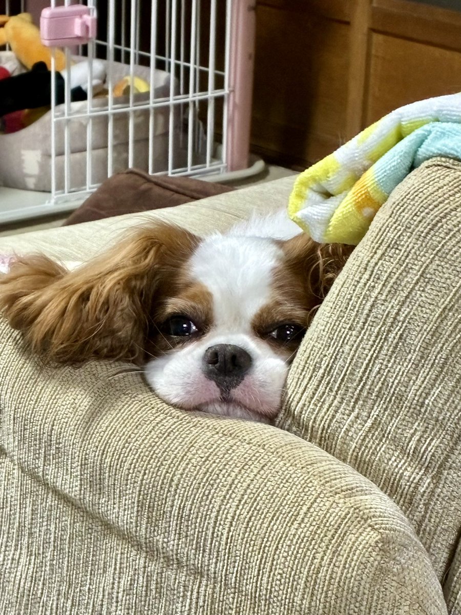 monntsuka's tweet photo. 定位置。 https://t.co/0xKjB0ST9R