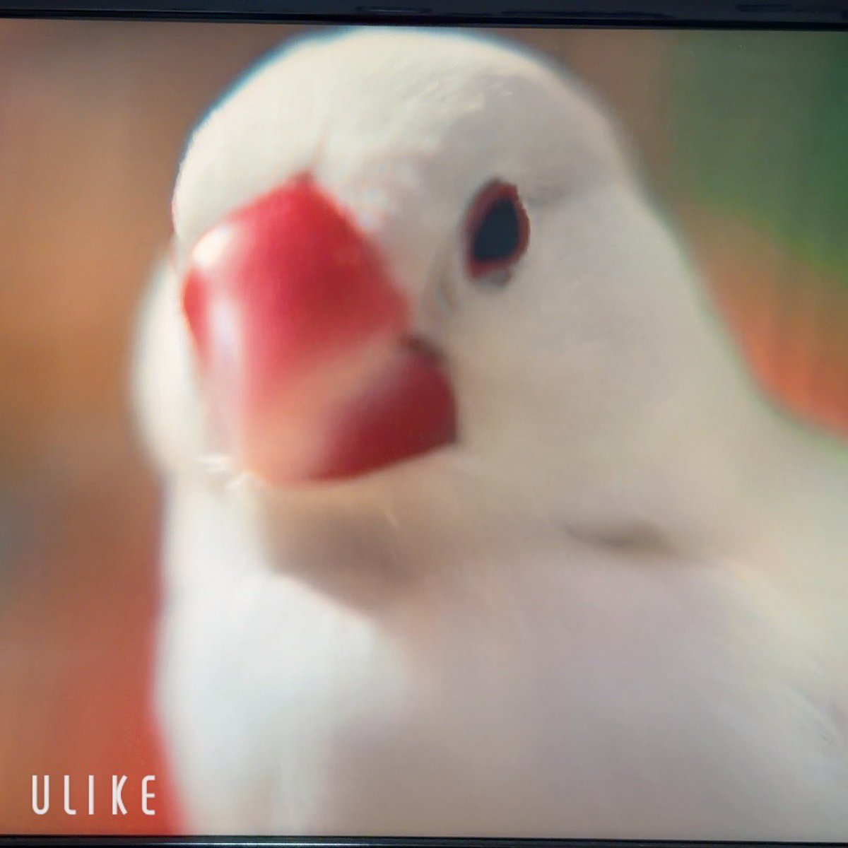 pi_chan_86's tweet photo. 昨日のドラマ観た
かわいかった☺
かわいいお歌も歌ってた

ぶんちょがかわいいことは広まってほしいけど、安易にお迎えしないでほしい…
複雑………😓 https://t.co/fR6YzP23CR