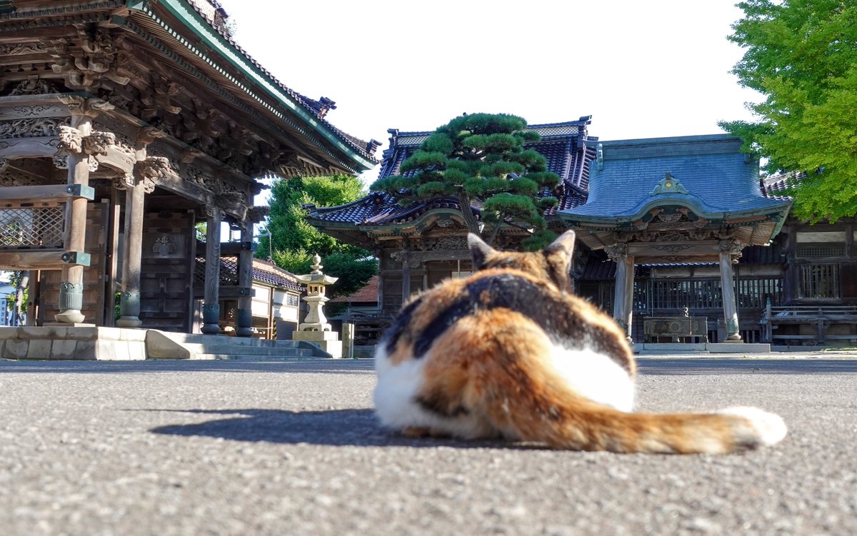 HakodateKoryuji's tweet photo. ぺったんこ https://t.co/6NG3w4FrTh