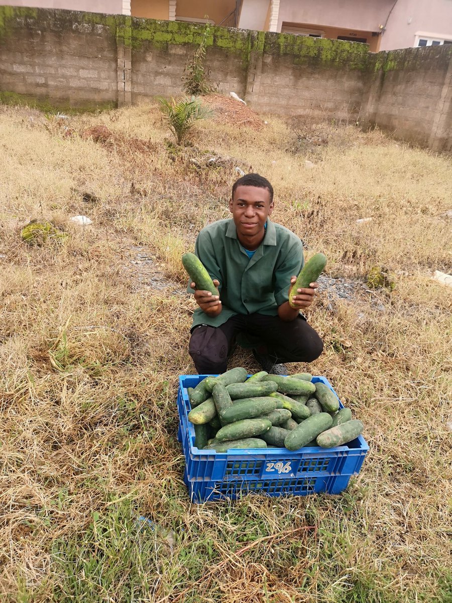 DavidMaxwe39313's tweet photo. From seed to basket. Hard work pays ๐
Fresh cucumber ๐ฅ harvest, grown with care.
#YouthInAgriculture #CucumberFarm #Agribusiness #FarmLife #MadeInNigeria #HarvestDay #FreshProduce https://t.co/hYgonMtfG2