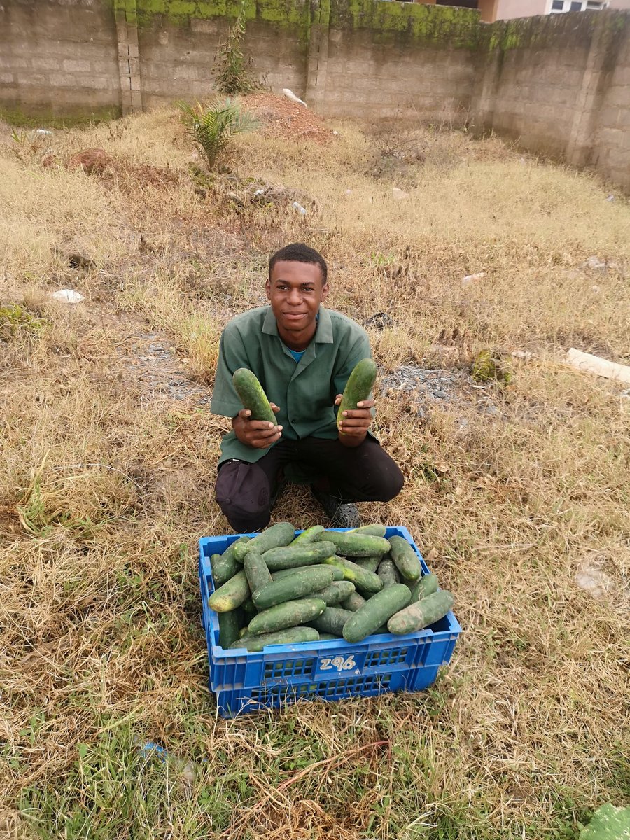 DavidMaxwe39313's tweet photo. From seed to basket. Hard work pays ๐
Fresh cucumber ๐ฅ harvest, grown with care.
#YouthInAgriculture #CucumberFarm #Agribusiness #FarmLife #MadeInNigeria #HarvestDay #FreshProduce https://t.co/hYgonMtfG2