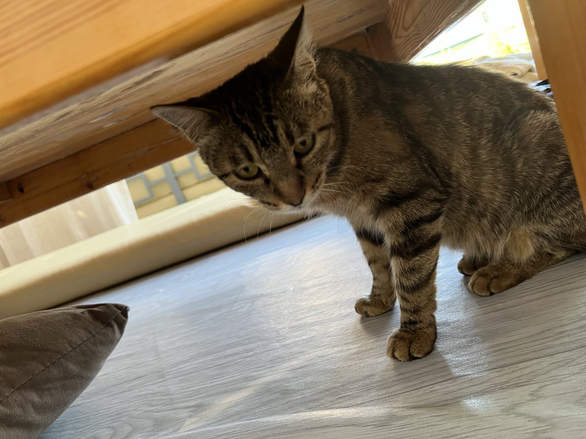 TheSheks_'s tweet photo. how do i approach it?? 😭 it doesn’t look happy https://t.co/xL9WgQIIiX