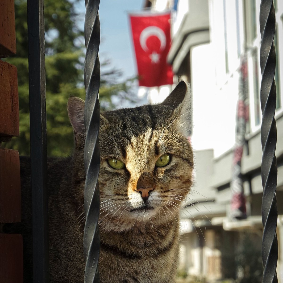 Eskişehir'de Sokak Hayvanları İçin Duyarlı Uyarı: 'Atan Zındıktır!'