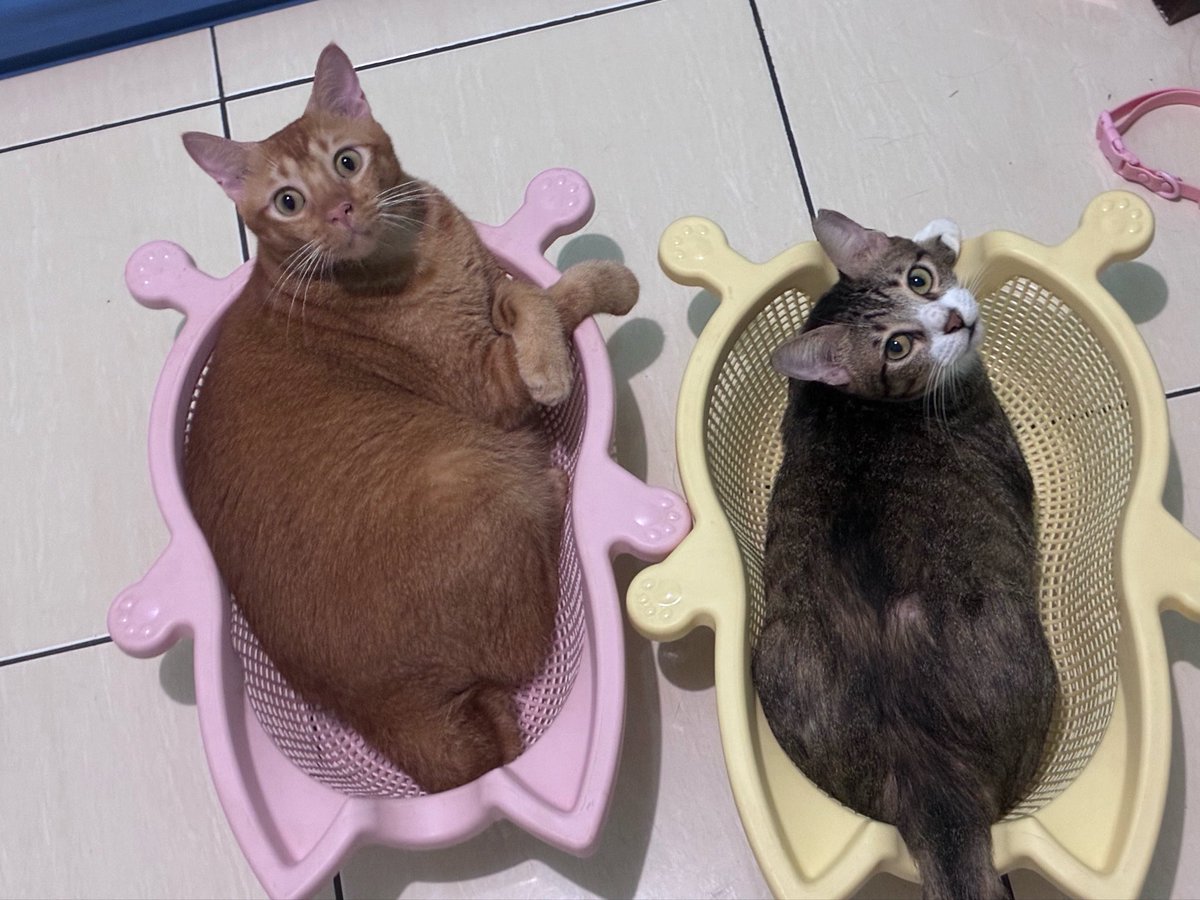 momomeowclub's tweet photo. Siapa yang muda?? https://t.co/2qOcIv9CXM