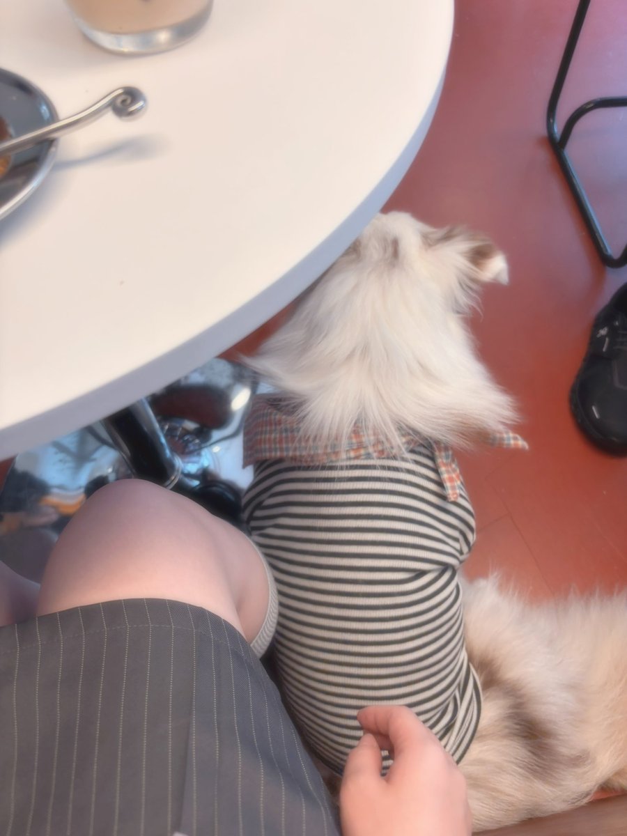 yvrnl3_'s tweet photo. わんちゃんに癒される下高井戸にあるカフェ https://t.co/IUaMj0Qcec